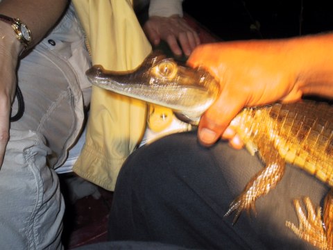 143-4377_IMG.480x360