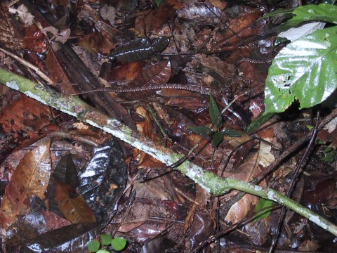 143-4390_IMG.480x360