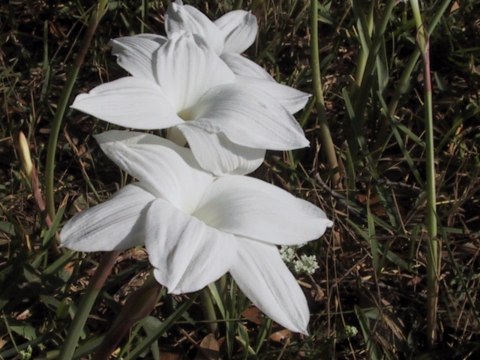 145-4582_IMG.480x360