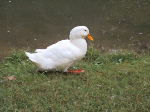 153-5332_IMG.480x360