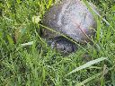 IMG_0008